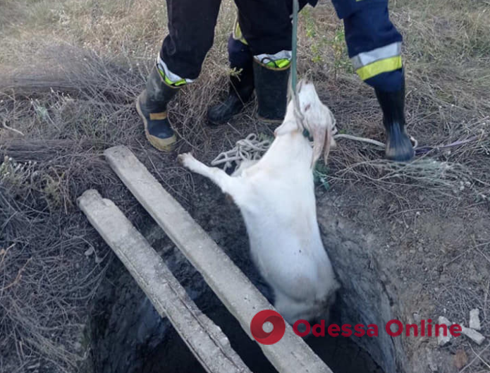 В Измаиле спасатели вытащили козу из 20-метрового колодца