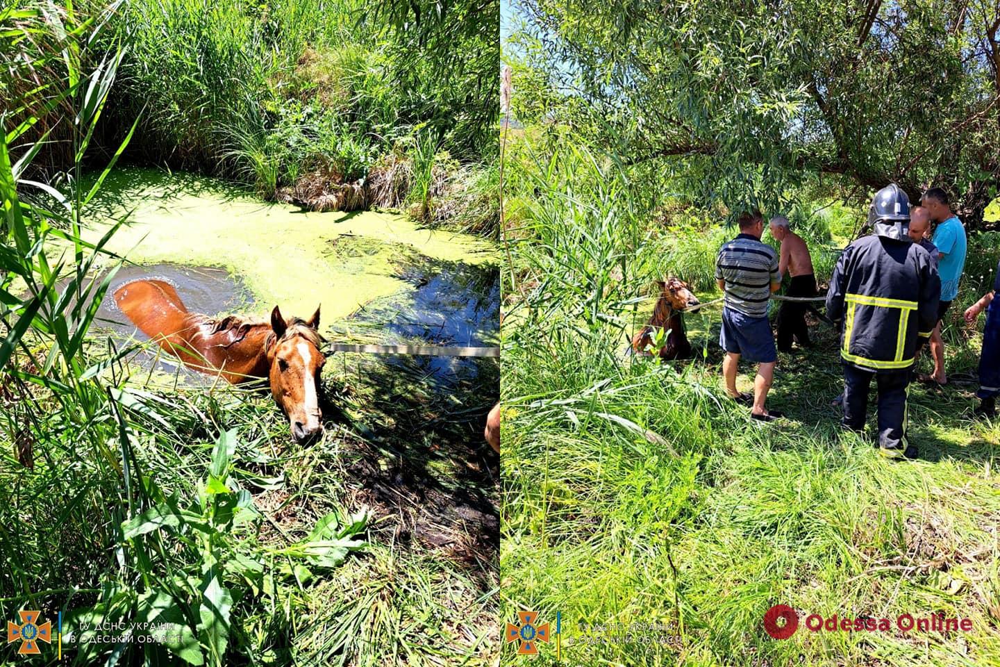 В Одеській області врятували коня (фото)