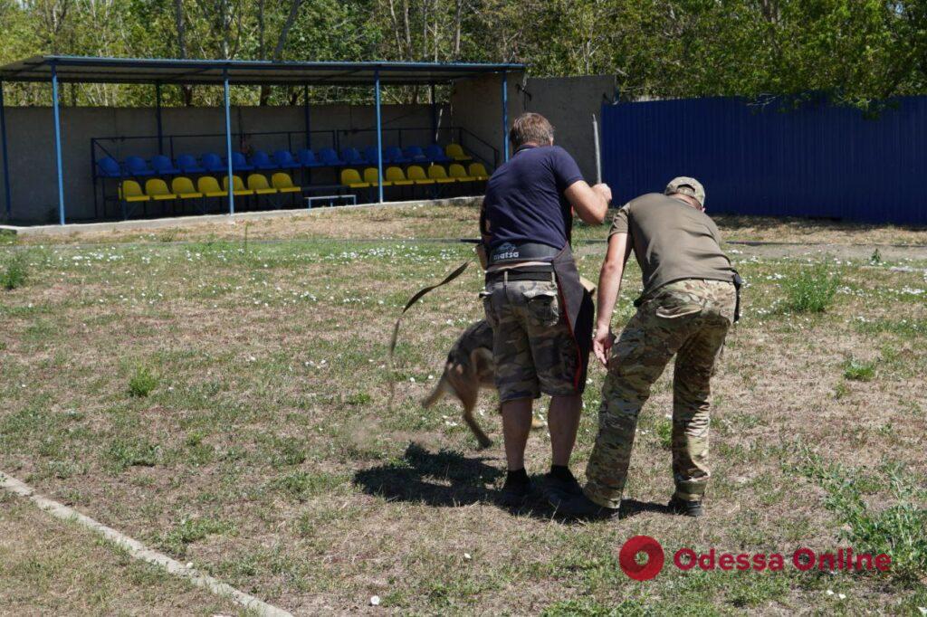 Патрулируют, ищут и реабилитируют: служебные собаки вносят свой вклад в победу Украины