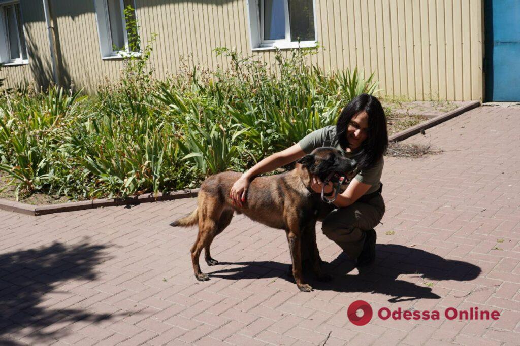 Патрулируют, ищут и реабилитируют: служебные собаки вносят свой вклад в победу Украины