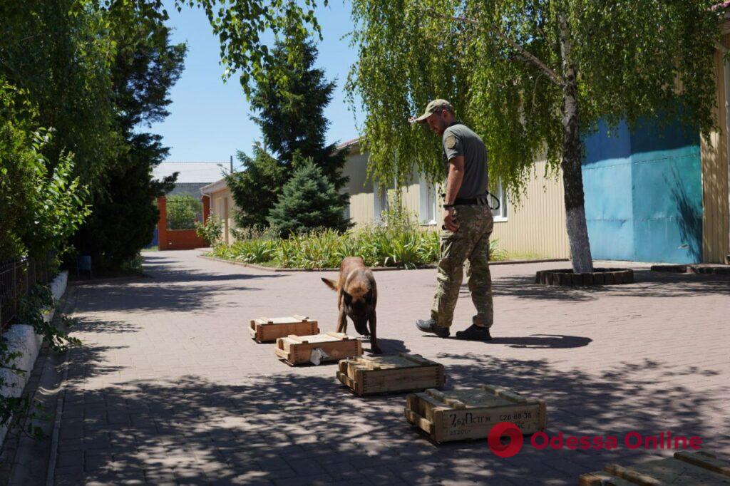 Патрулируют, ищут и реабилитируют: служебные собаки вносят свой вклад в победу Украины