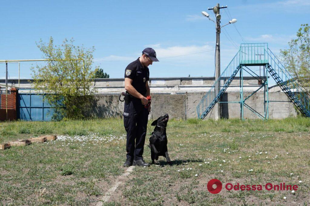 Патрулируют, ищут и реабилитируют: служебные собаки вносят свой вклад в победу Украины