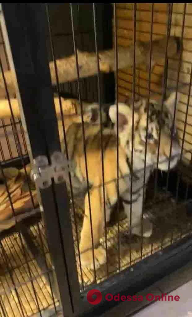 У Києві викрили організаторів незаконної торгівлі екзотичними та дикими тваринами