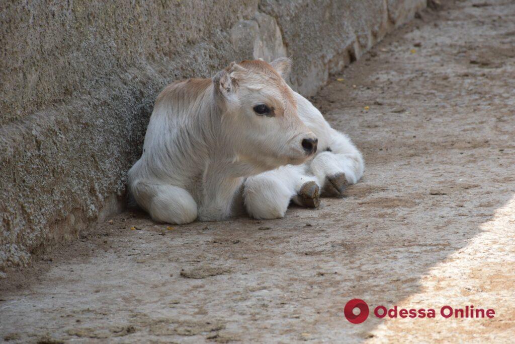 В Одеському зоопарку народилося теля сірої угорської породи