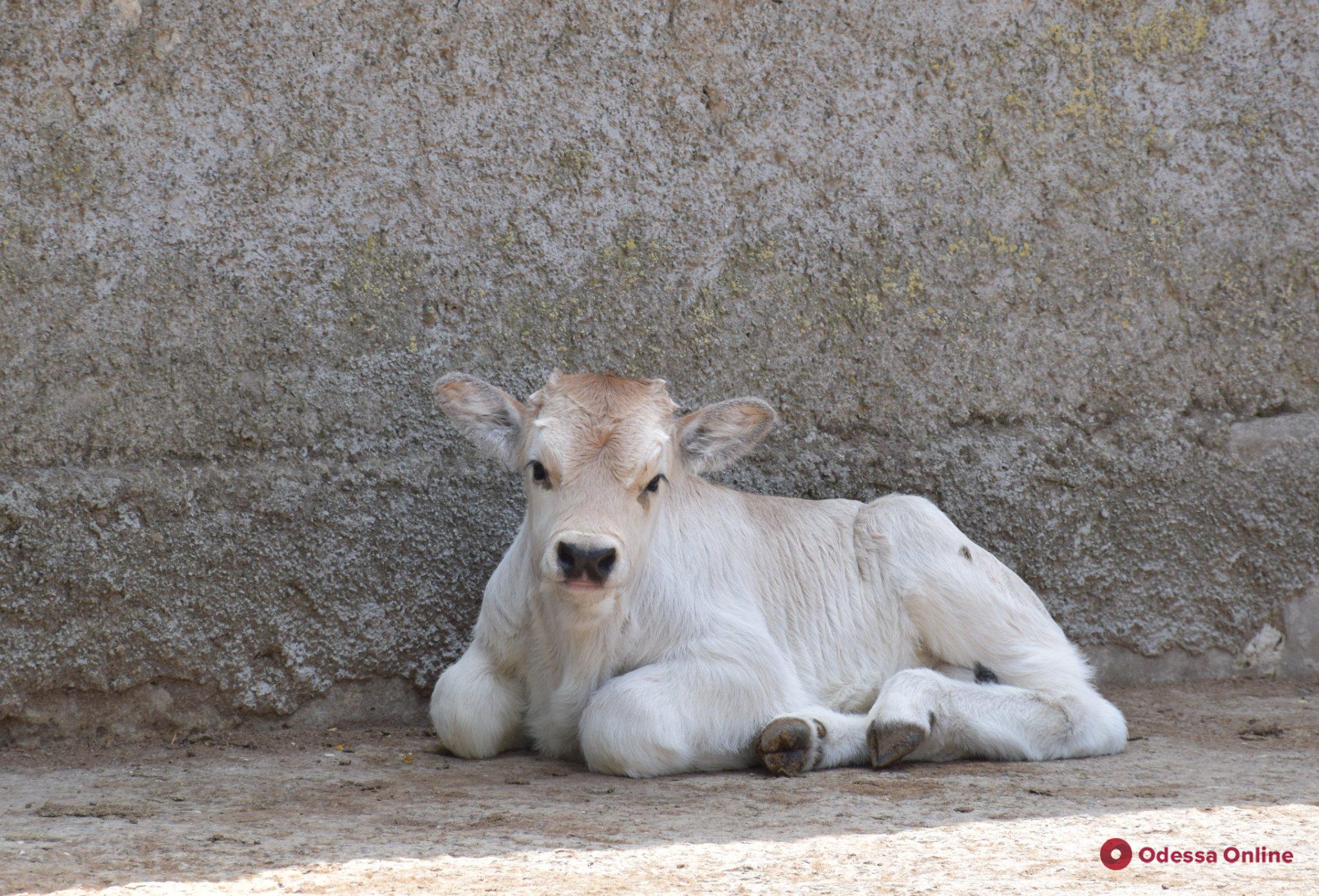В Одесском зоопарке родился теленок серой венгерской породы