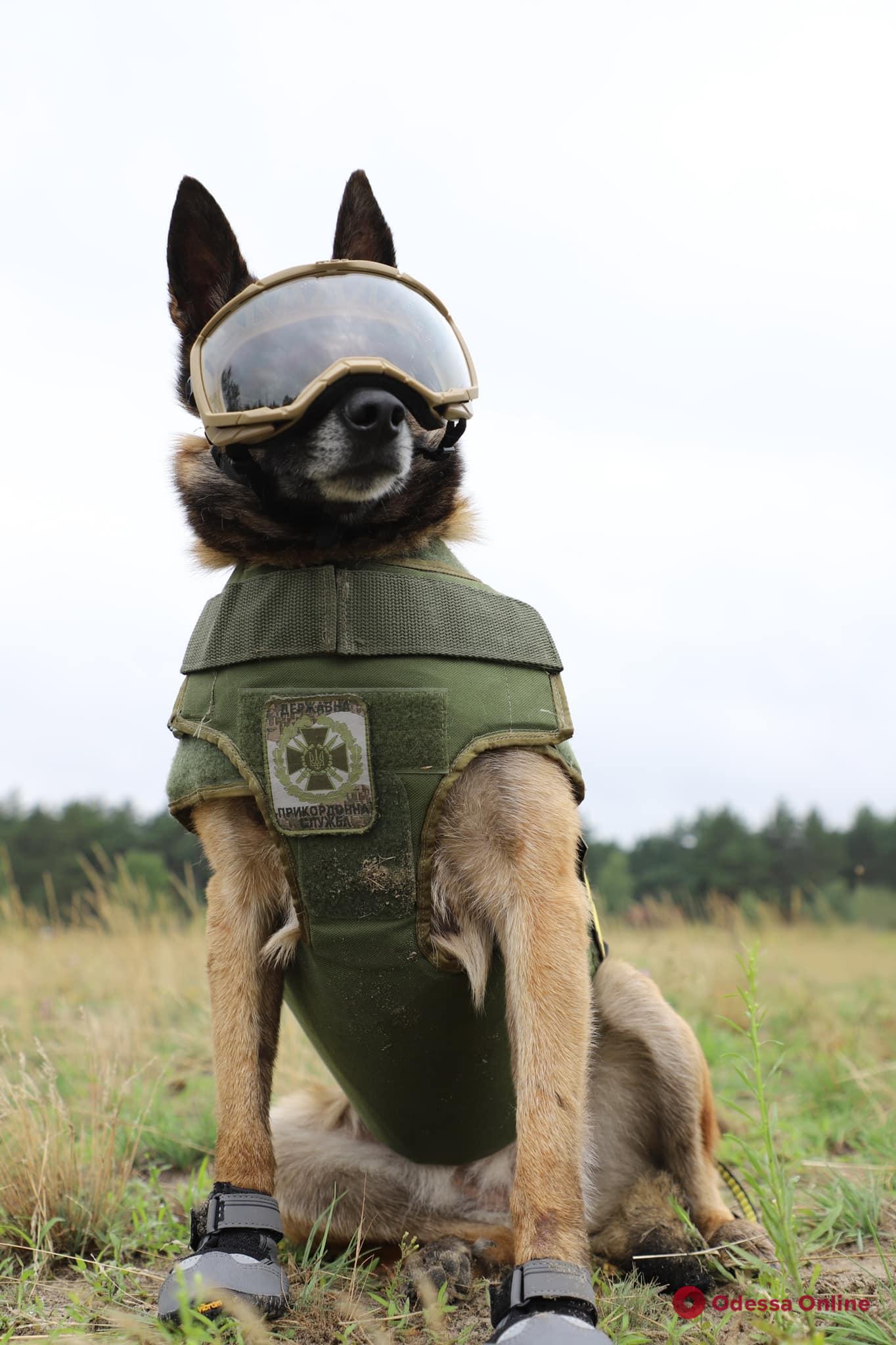 Бронежилеты, очки, обувь и наушники: пограничники-кинологи получили защитную амуницию для служебных собак (фото)