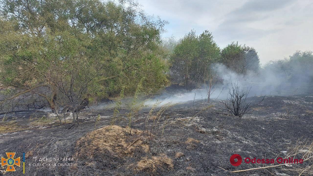 В Одесской области горел хвойный лес