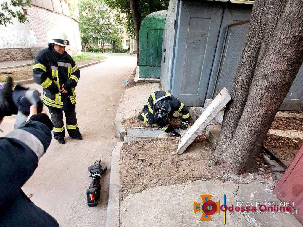 В Одесі врятували собаку, який застряг між бетонними плитами