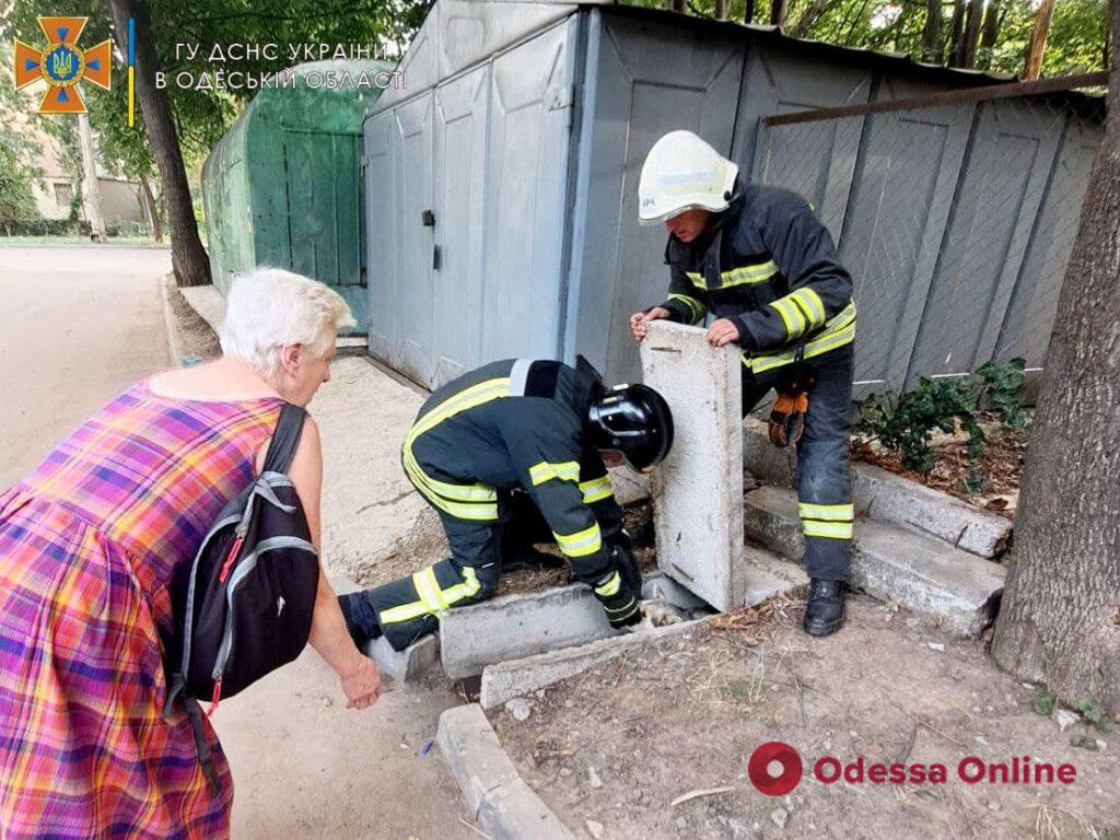 В Одессе спасли собаку, которая застряла между бетонными плитами