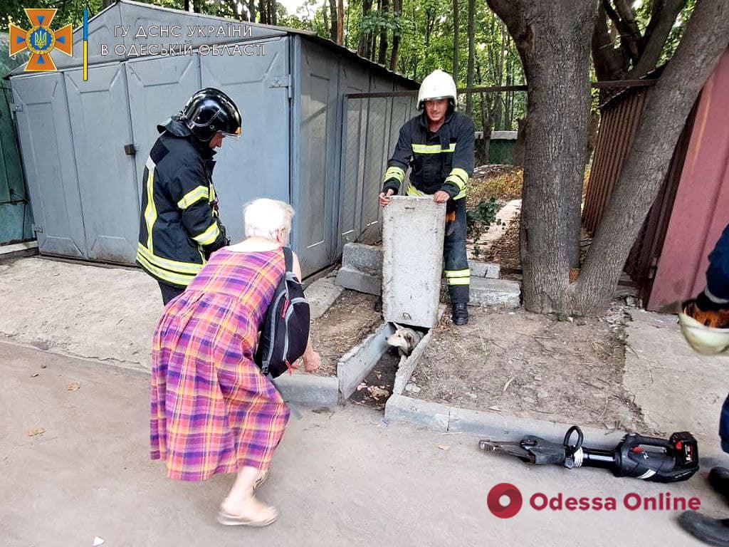 В Одесі врятували собаку, який застряг між бетонними плитами