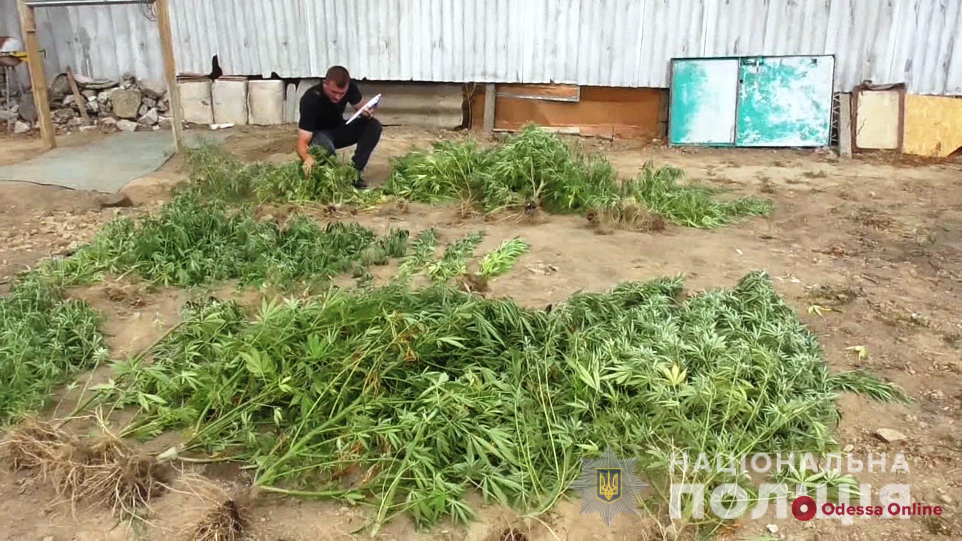 Облаштував на своєму подвір’ї теплицю з коноплями: в Одеській області викрили наркоаграрія