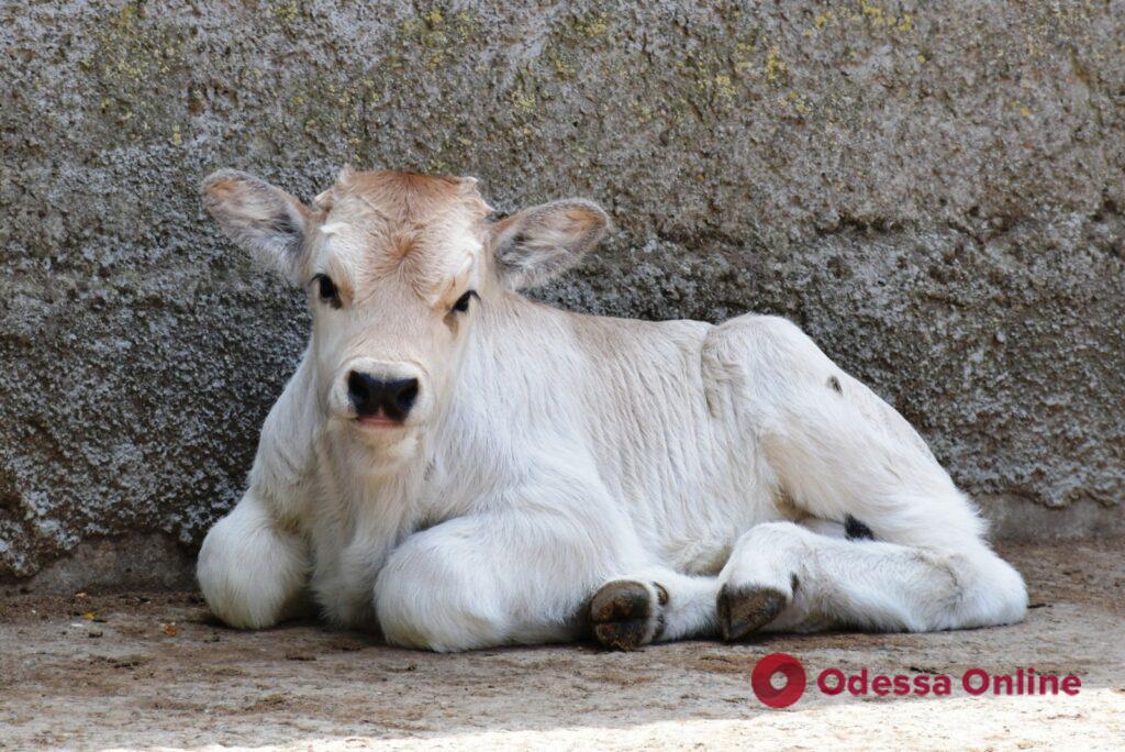 В Одесском зоопарке родились теленок серой венгерской породы и жеребенок лошади Пржевальского