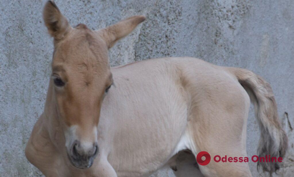 В Одеському зоопарку народилися теля сірої угорської породи та лоша Пржевальського