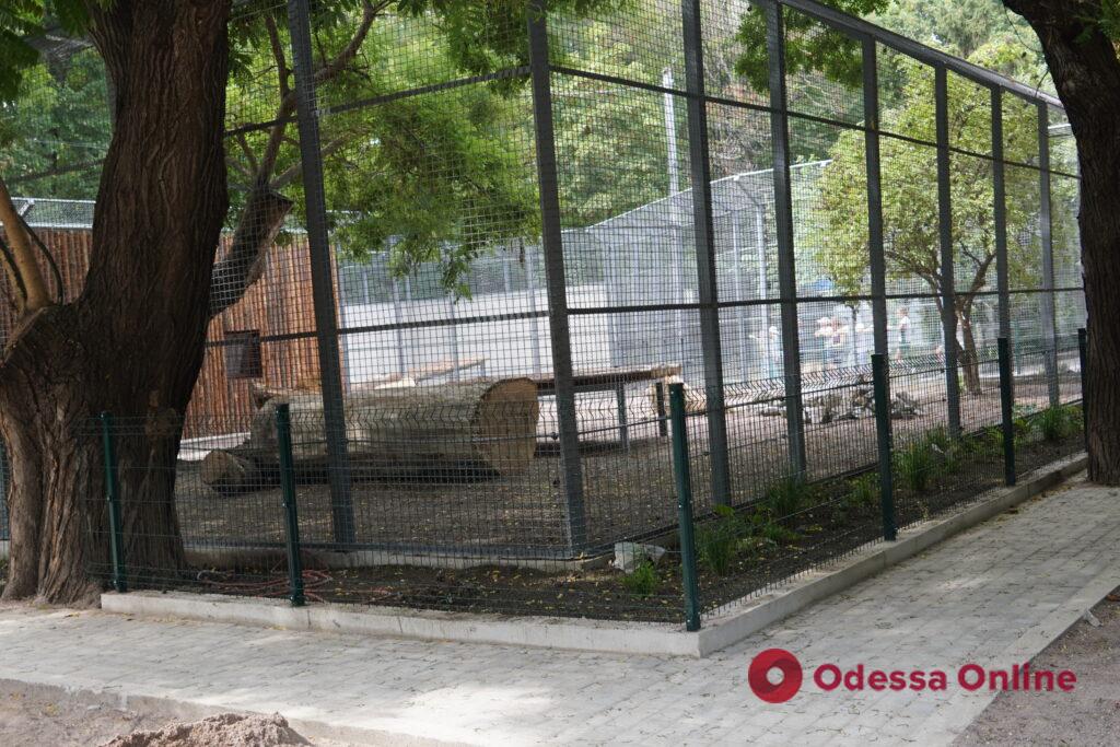 Справили новосілля, адаптуються та лаються із сусідами: як живуть в Одесі врятовані леви із харківського екопарку (фото, відео)