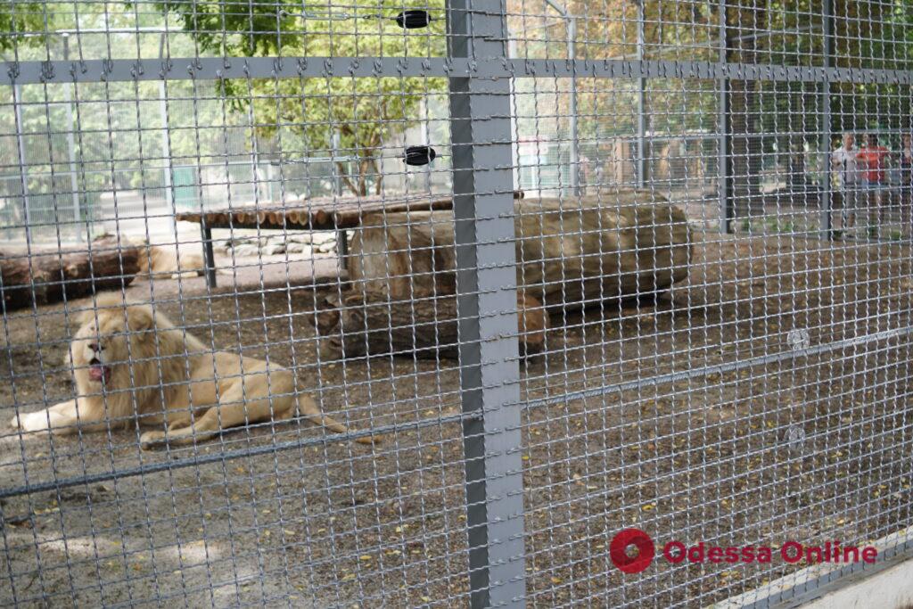 Адаптируются и ругаются с соседями: львов, которых спасли из Харькова, переселили в новый вольер