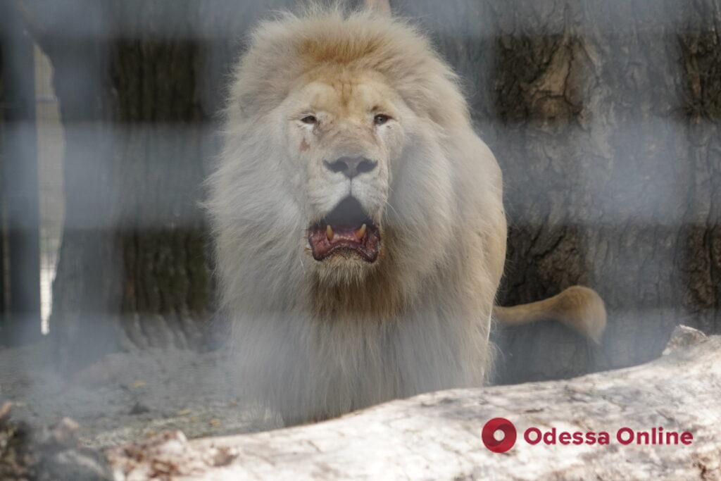 Справили новосілля, адаптуються та лаються із сусідами: як живуть в Одесі врятовані леви із харківського екопарку (фото, відео)