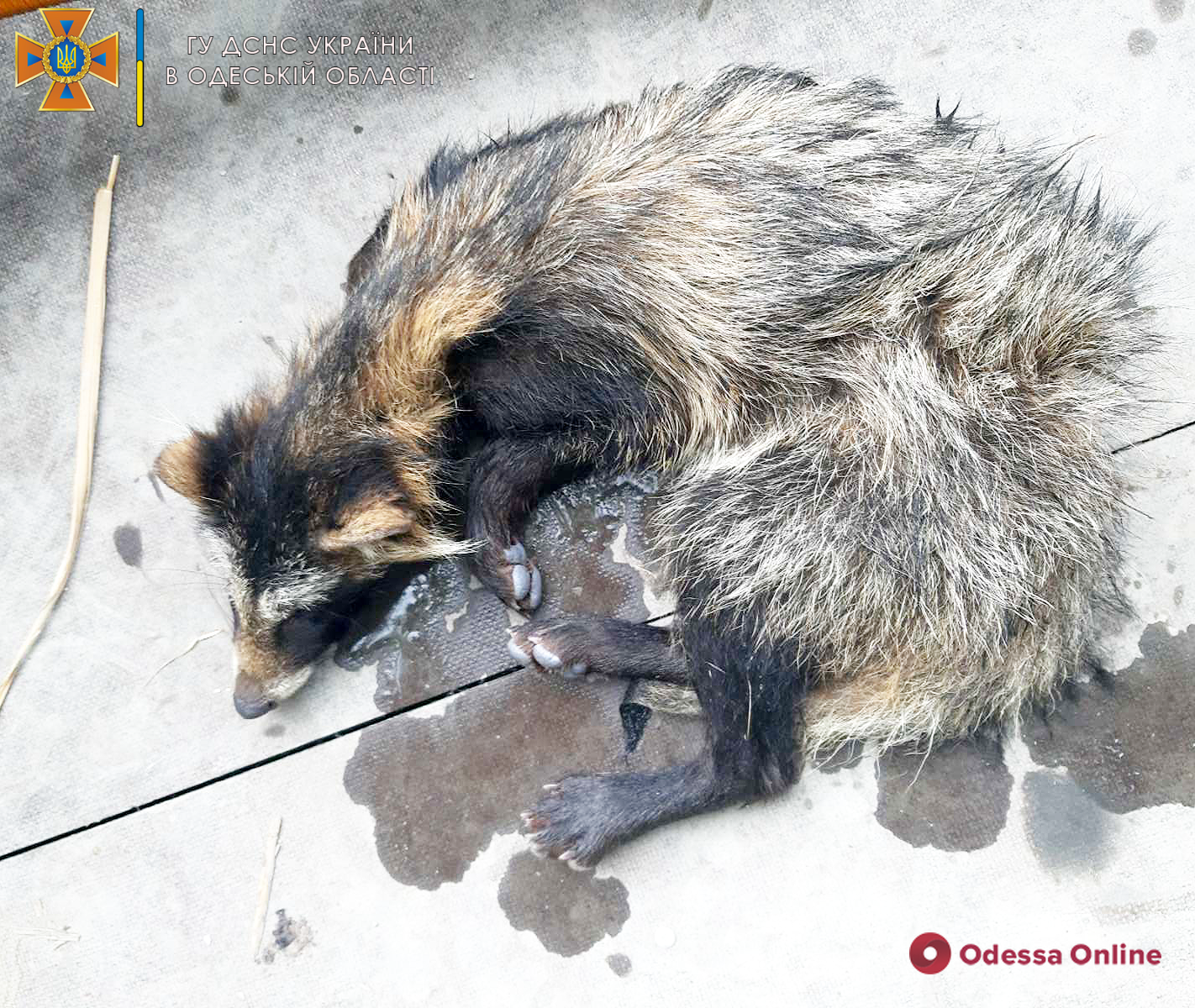 В Одеській області врятували єнота, що застряг у паркані