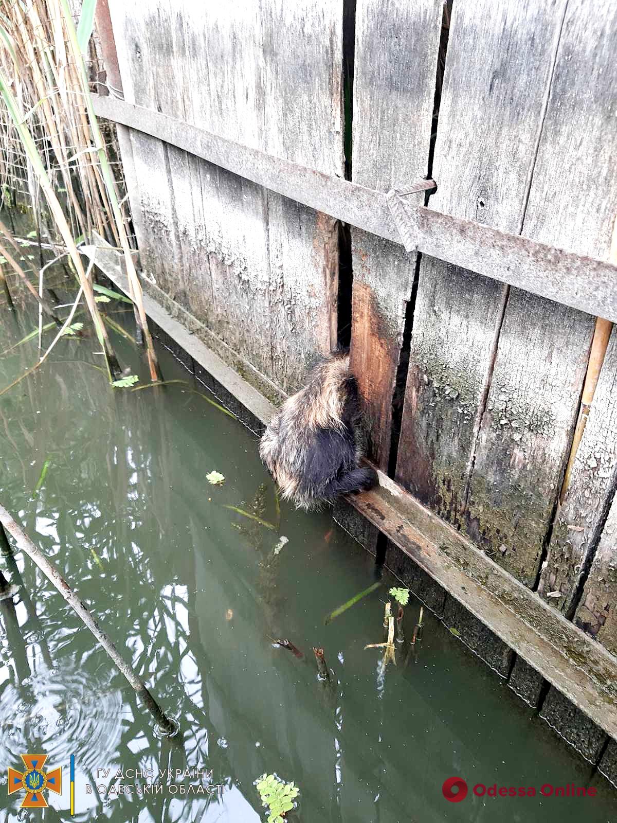 В Одеській області врятували єнота, що застряг у паркані