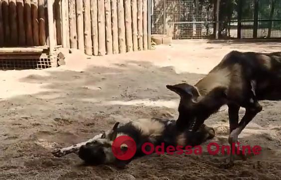 У гієноподібного собаки в Одеському зоопарку з’явилася пара