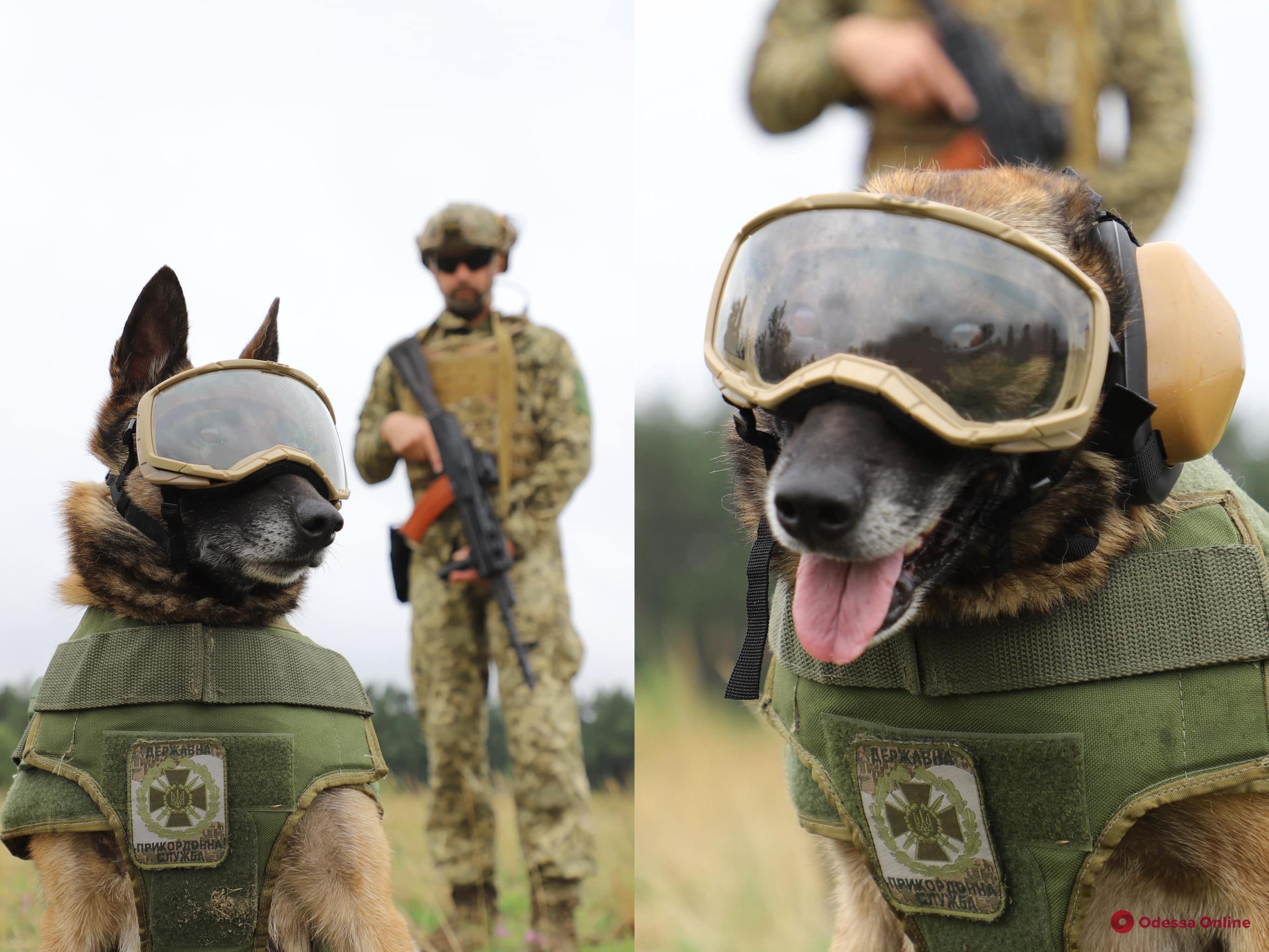 Бронежилеты, очки, обувь и наушники: пограничники-кинологи получили защитную амуницию для служебных собак (фото)