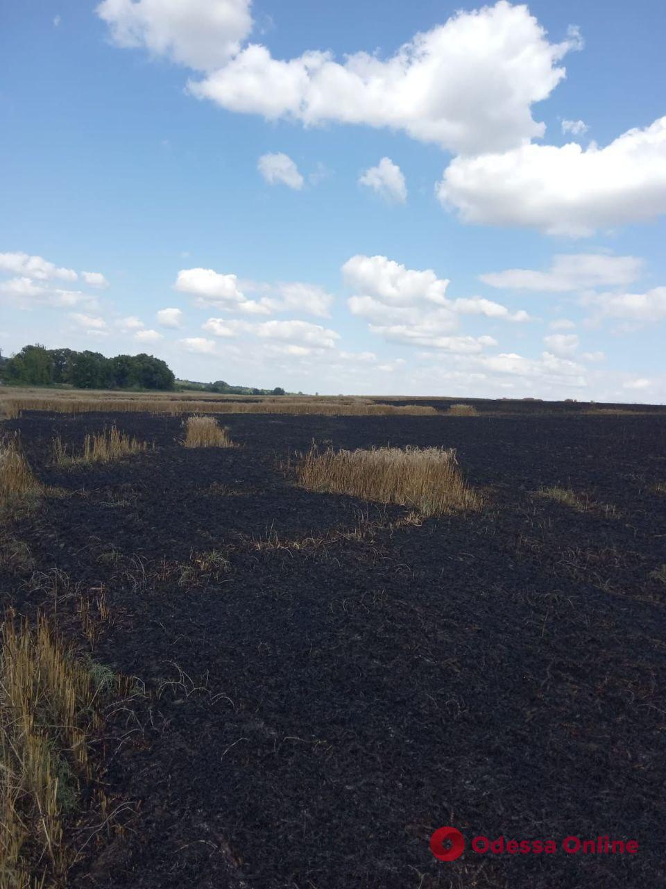 На Сумщині через ворожі обстріли знищено 25 гектарів пшениці