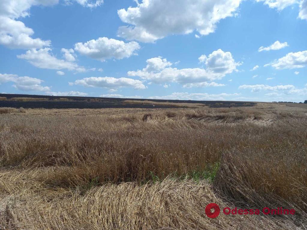 На Сумщині через ворожі обстріли знищено 25 гектарів пшениці