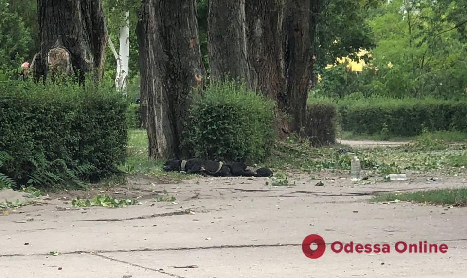 Рашисты обстреляли Энергодар — погиб мужчина, выгуливавший собаку (обновлено)