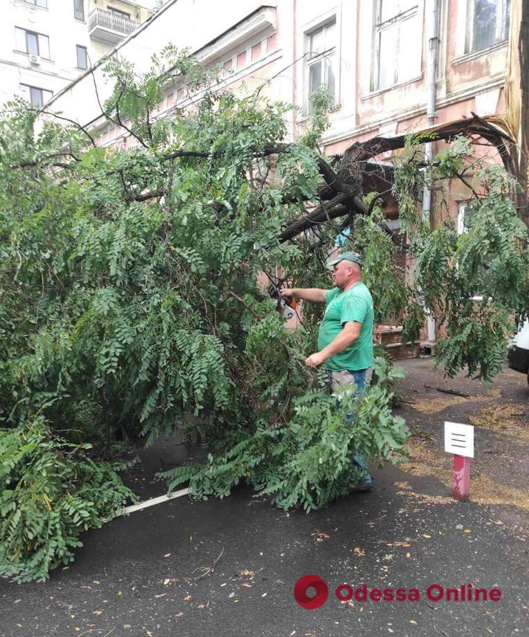 Негода в Одесі: повалено вісім дерев, транспорт відновлює роботу