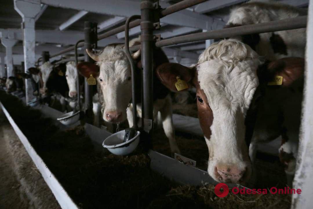 «Лучше вылить, чем продавать»: фермеры Луганщины вынуждены продавать оккупантам молоко почти за бесценок