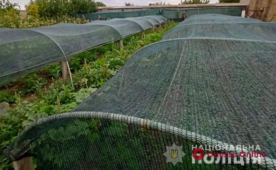 В Одесской области разоблачили мужчину, который вырастил почти 200 кустов конопли