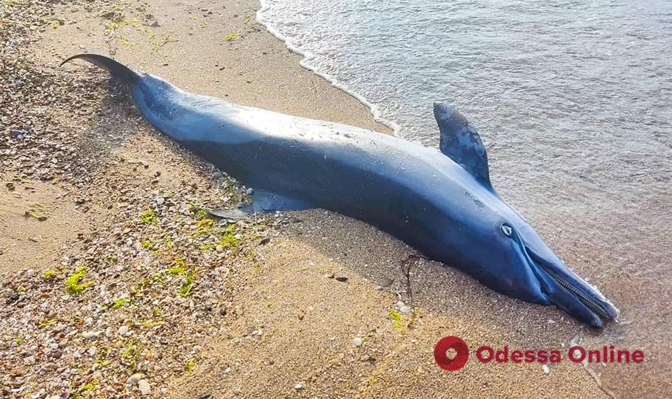В Одесской области снова нашли тела мертвых дельфинов