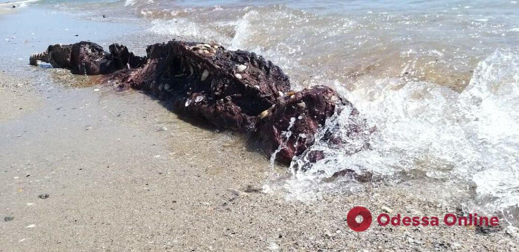 В Одесской области снова нашли тела мертвых дельфинов