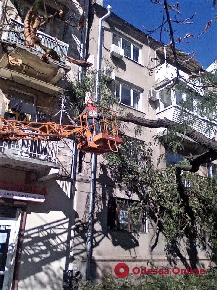В Одесі сильний вітер повалив 7 дерев і 5 великих гілок (фото)