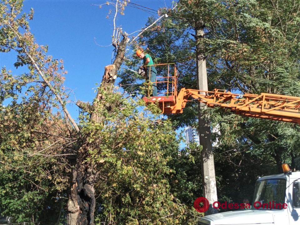 В Одессе сильный ветер повалил 7 деревьев и 5 больших веток (фото)