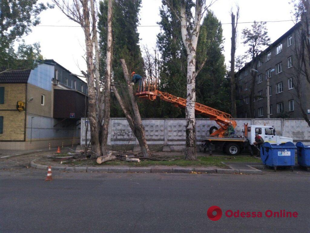 В Одессе сильный ветер повалил 7 деревьев и 5 больших веток (фото)