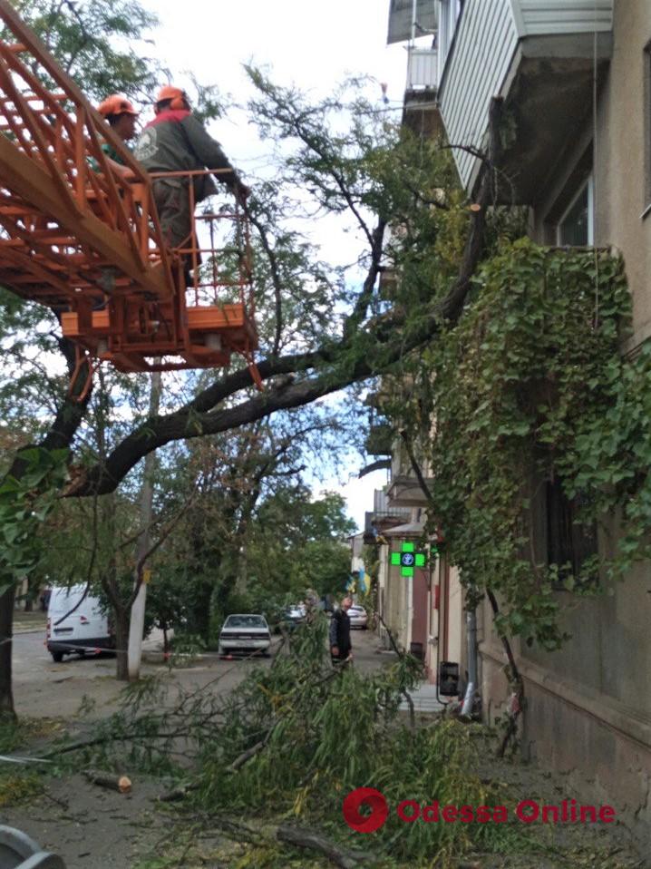 В Одесі сильний вітер повалив 7 дерев і 5 великих гілок (фото)