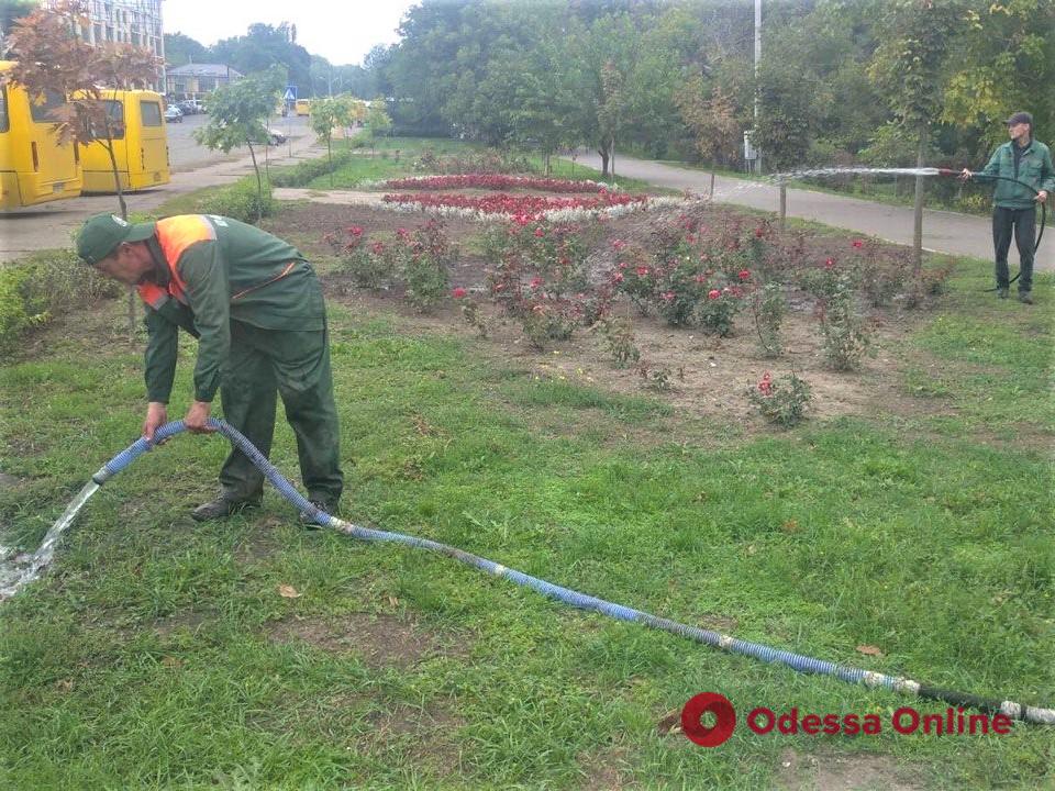 В Одессе озеленители высаживают осенние цветы (фото)