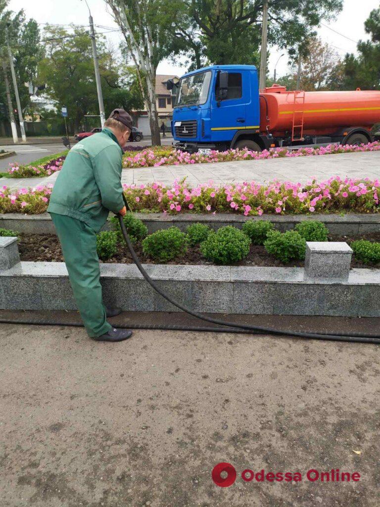 В Одессе озеленители высаживают осенние цветы (фото)