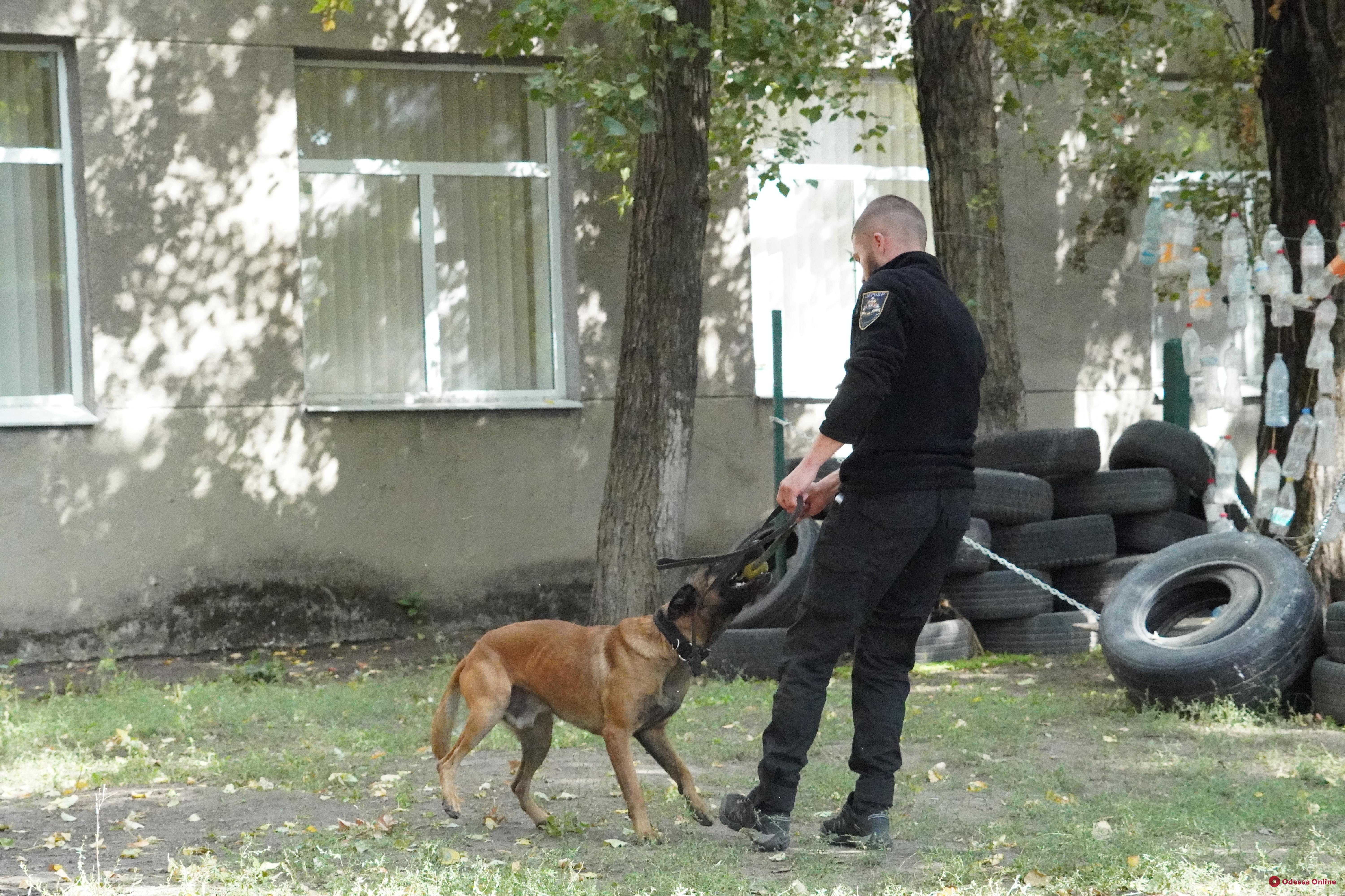 Распознать кокаин, тротил и спасти человека: в Одессе показали, как тренируют служебных собак