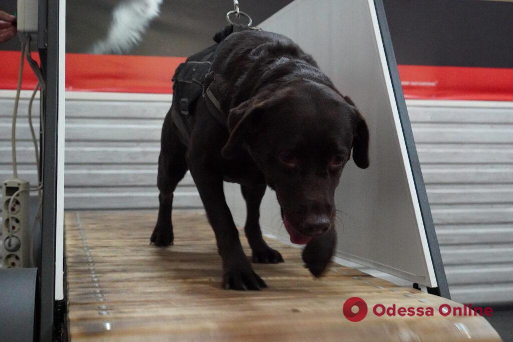 Розпізнати кокаїн, тротил та врятувати людину: в Одесі показали, як тренують службових собак
