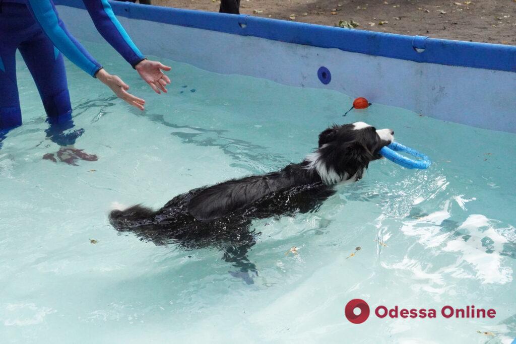 Розпізнати кокаїн, тротил та врятувати людину: в Одесі показали, як тренують службових собак