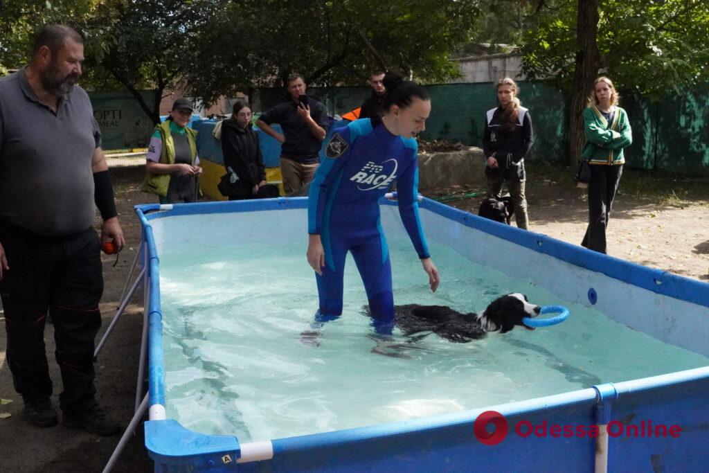 Распознать кокаин, тротил и спасти человека: в Одессе показали, как тренируют служебных собак