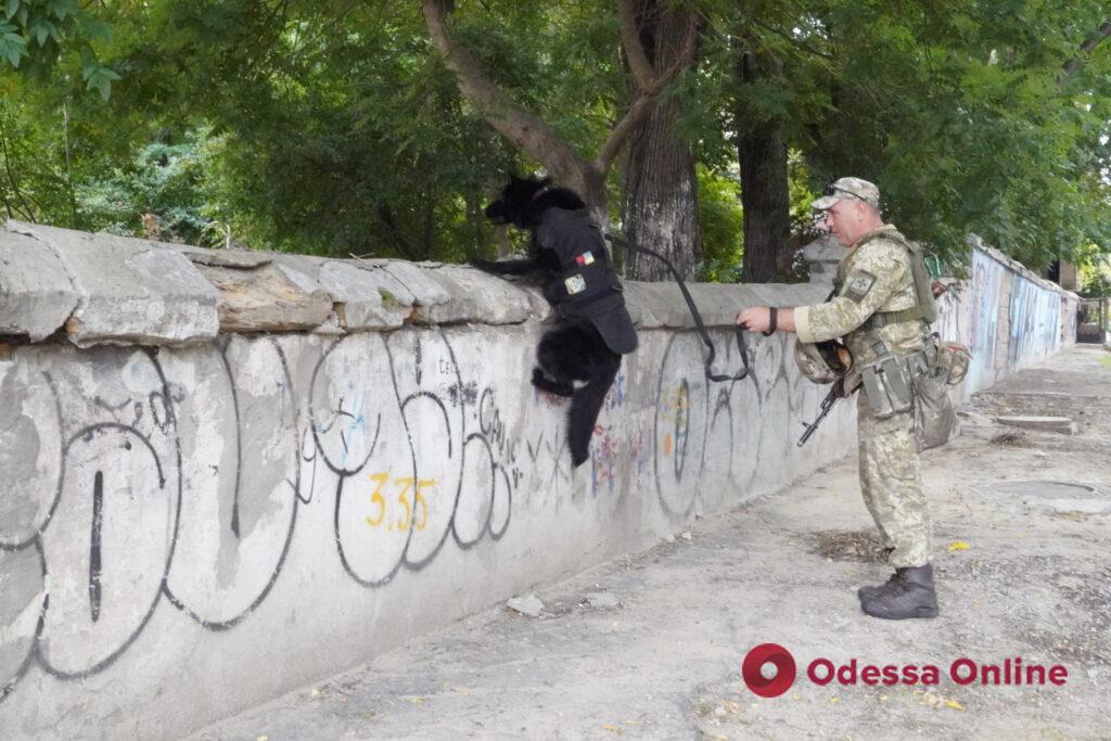 На Одещину доставили перші бронежилети для собак ДПСУ