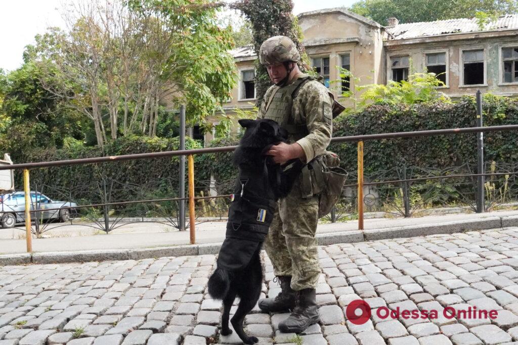 На Одещину доставили перші бронежилети для собак ДПСУ
