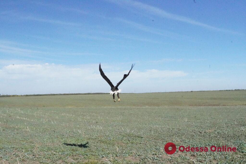 Директор Одесского зоопарка выпустил на свободу спасенного орлана
