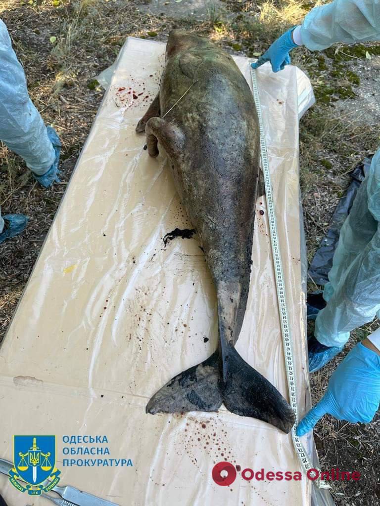 Розпочато розслідування масової загибелі дельфінів у Чорному морі через збройну агресію рф