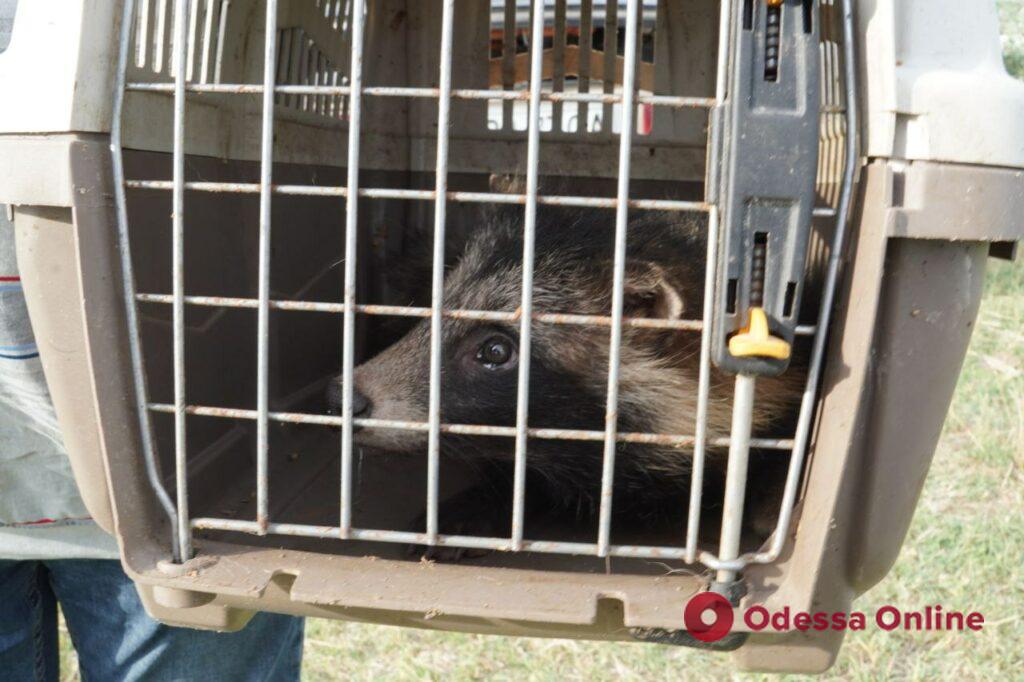 Енотовидную собаку, которую спасли в Беляевке, выпустили в дикую природу