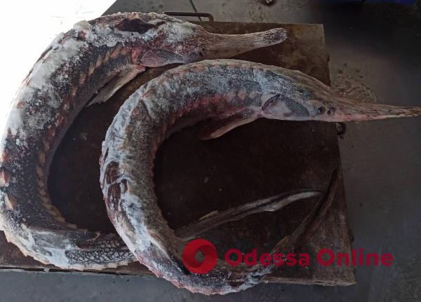 В Одесской области мужчина попался на сбыте краснокнижной рыбы