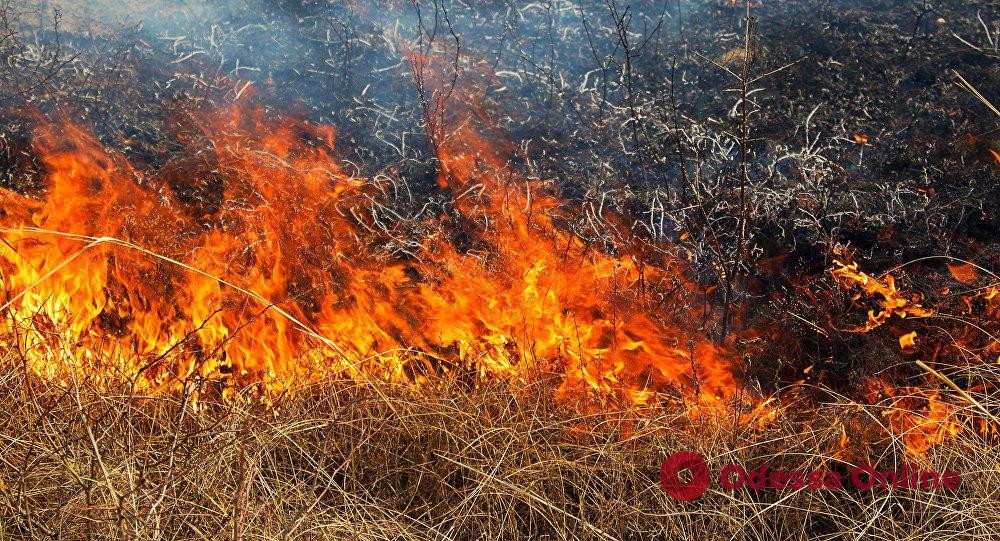 В Одесской области снова горит Дунайский биосферный заповедник