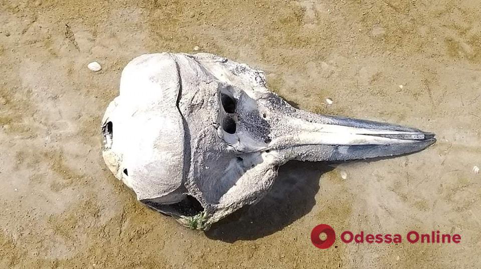 На побережье Одесской области снова нашли останки дельфинов